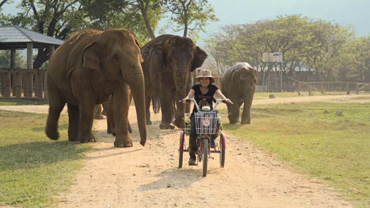 a woman and a group of elephants